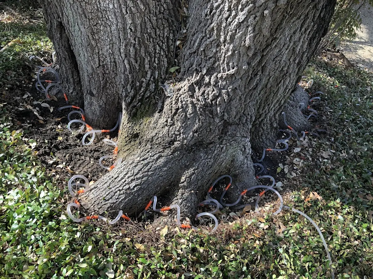 Detailed Tree Cabling and Bracing job site in Wilsonville